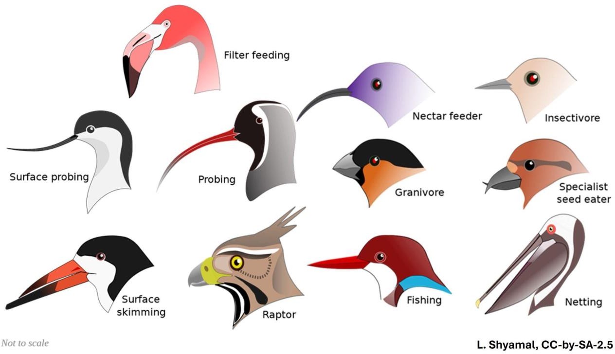 Bird beaks have evolved differently based on what they feed