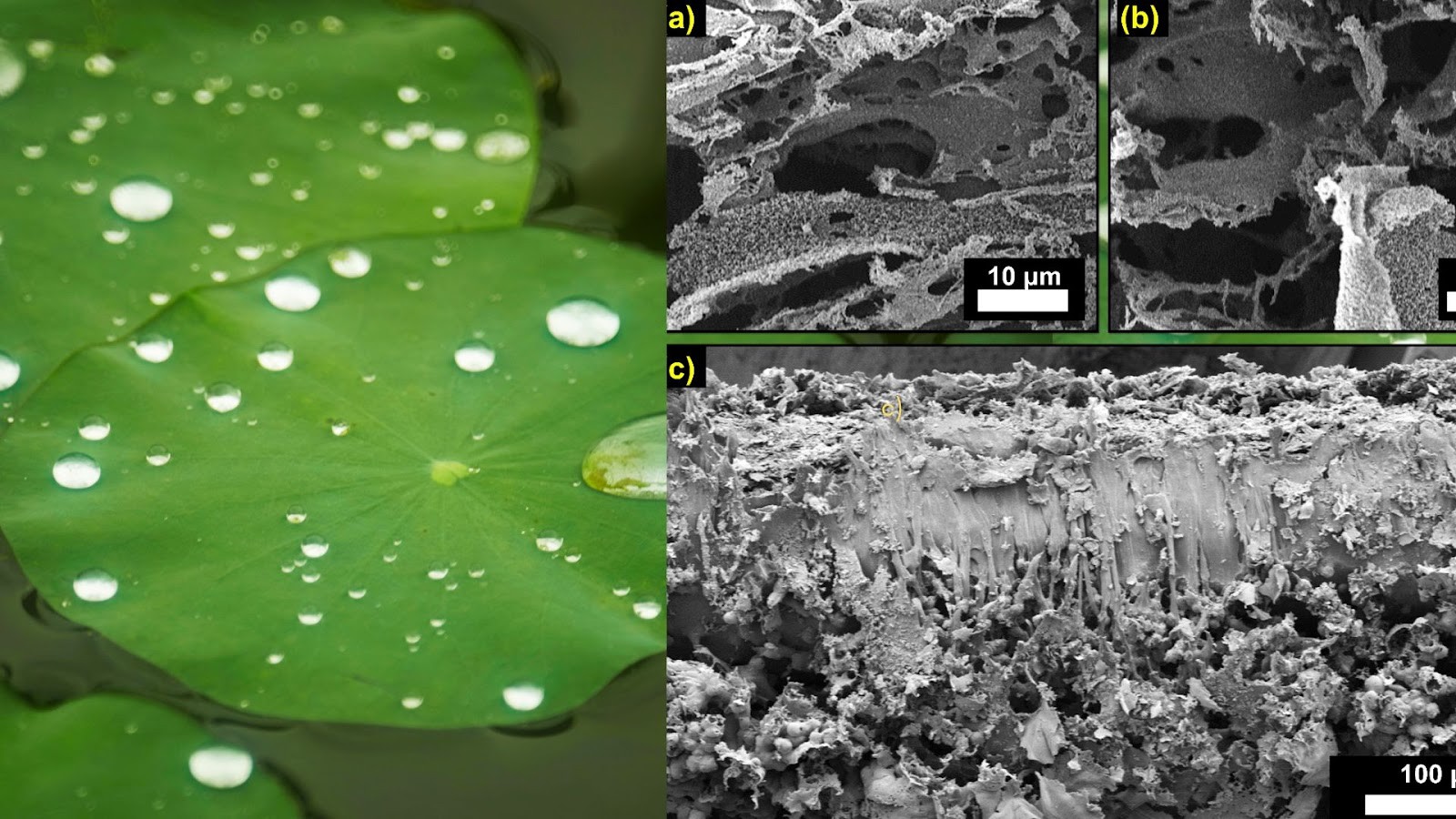 Lotus leaf. Inset:.SEM images showing the top porous forest-like structures. (a) Surface morphology of Modified PES LIG, (b) features of PVDF silica LIG, (c) cross-sectional view of the entire evaporator Source:study