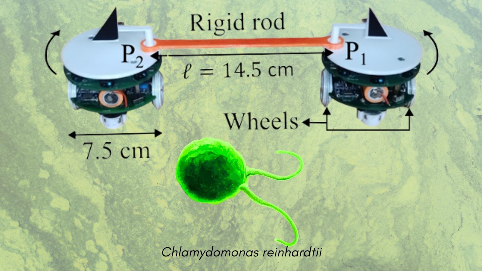 Authors, https://doi.org/10.1103/7hcf-p1yk