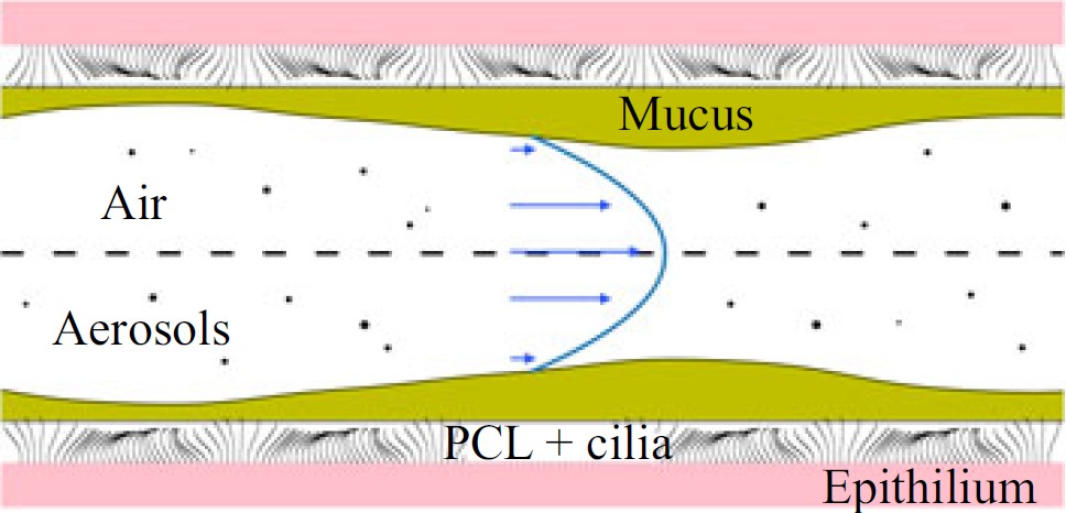 Illustration of the airway with inhaled aerosols being transported by the respiratory airflow. Sources: Authors of the study.