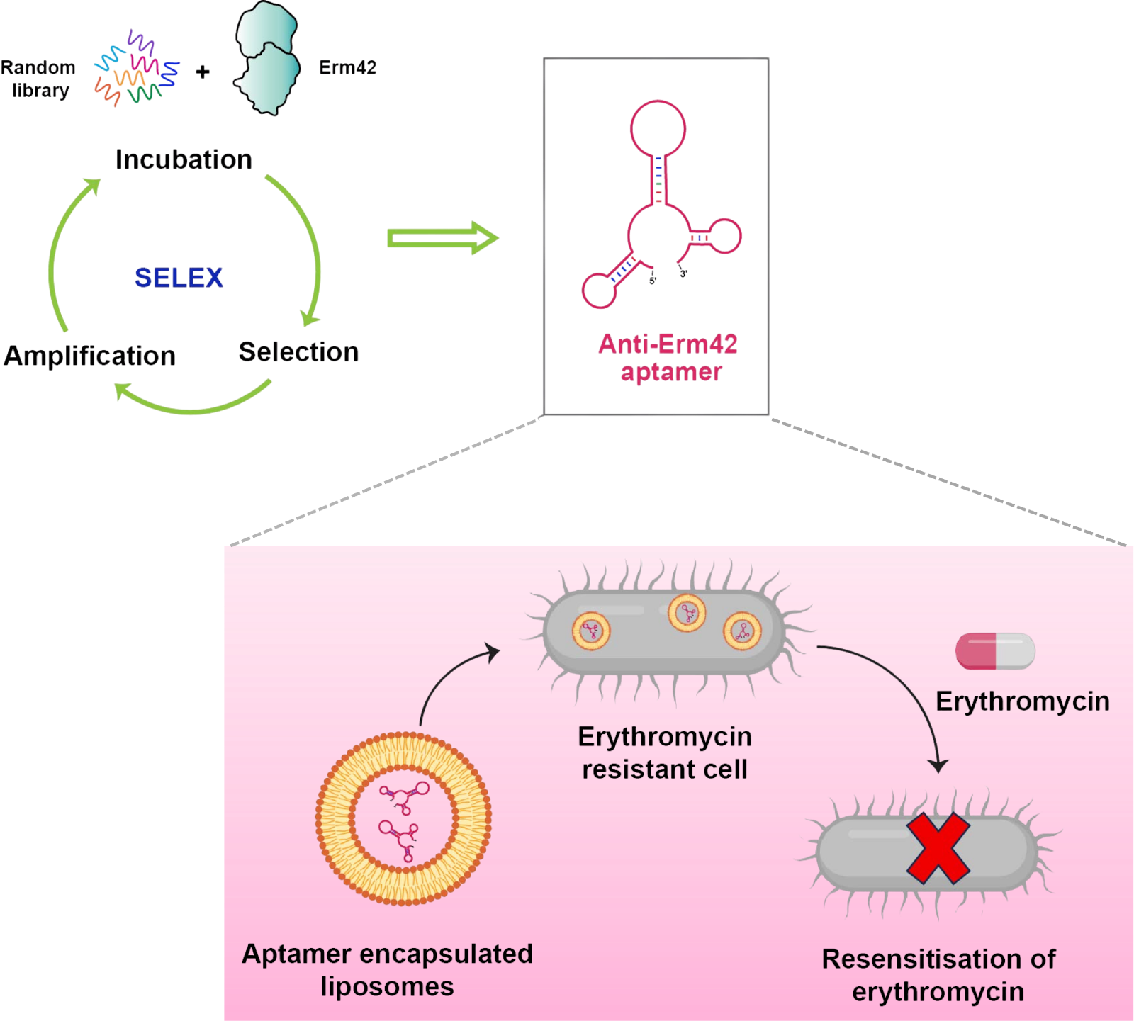 Schematics showing anti-Erm42 DNA aptamer discovery and restoring erythromycin sensitivity via liposomal delivery. Credits: Authors of the study