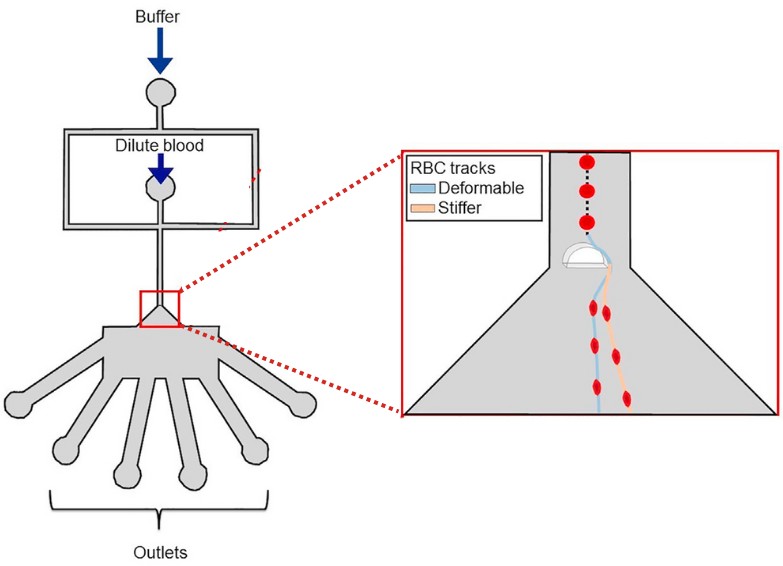 Picture Credit : Kumari et al., Cell Reports Physical Science (2024), https://doi.org/10.1016/j.xcrp.2024.102052