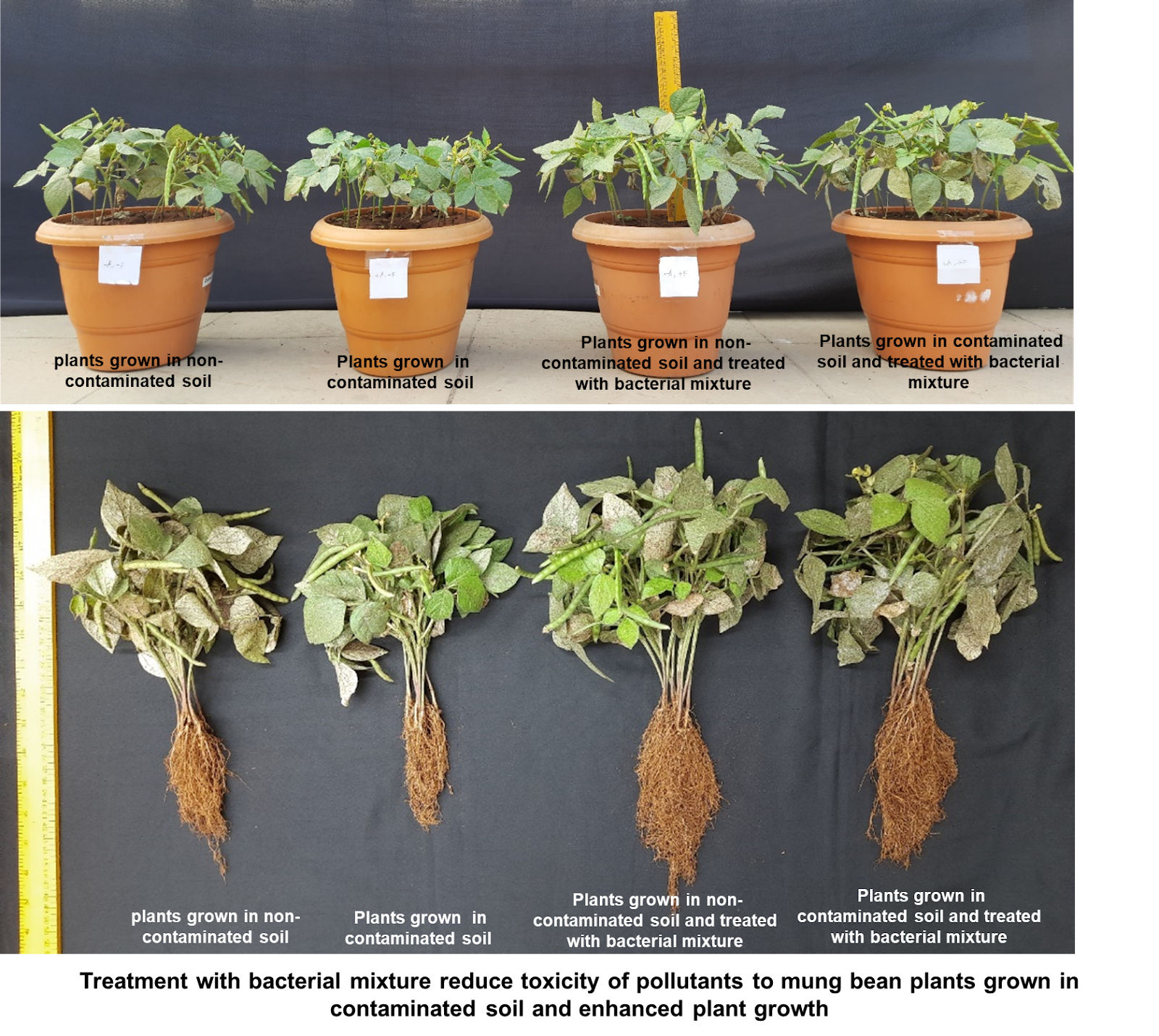 Image demonstrating the effects of bacterial mixture from the study. (Credits: Sandesh Papade and Prof Prashant Phale)